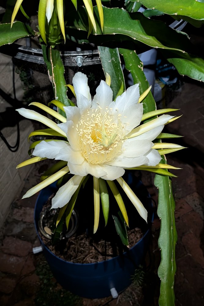 Night Flower